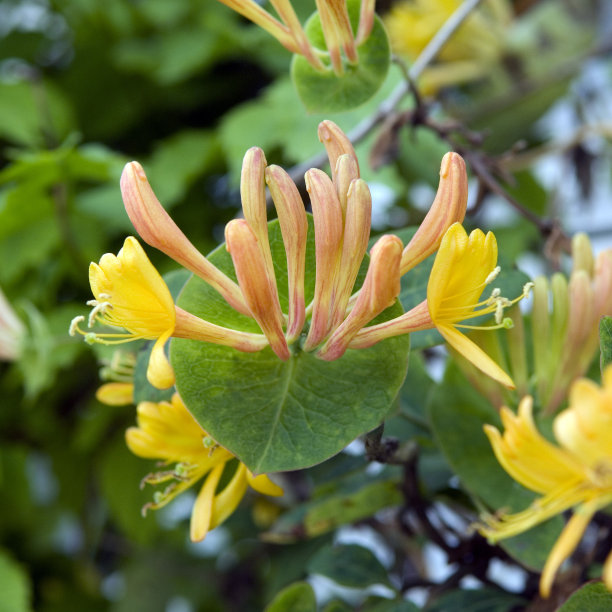 Gold-Geiblatt;金银花x tellmanniana图片下载