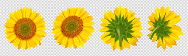 盛开的向日葵。现实向量向日葵孤立在透明的背景图片下载
