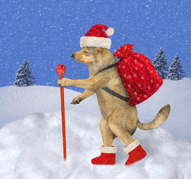 狗在圣诞老人的衣服在木头2图片下载