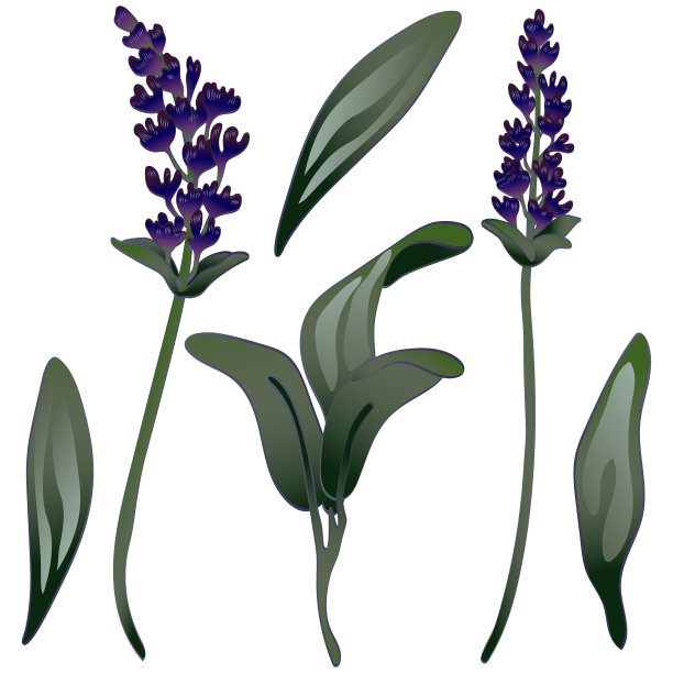 薰衣草花在一个矢量风格孤立。艺术雕刻墨水。图片下载