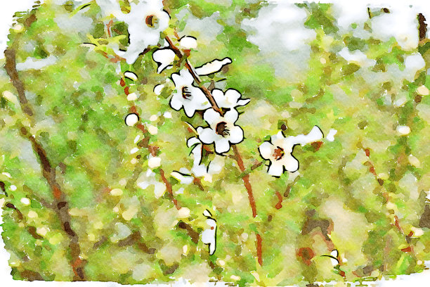 麦卢卡花的水彩插图图片下载