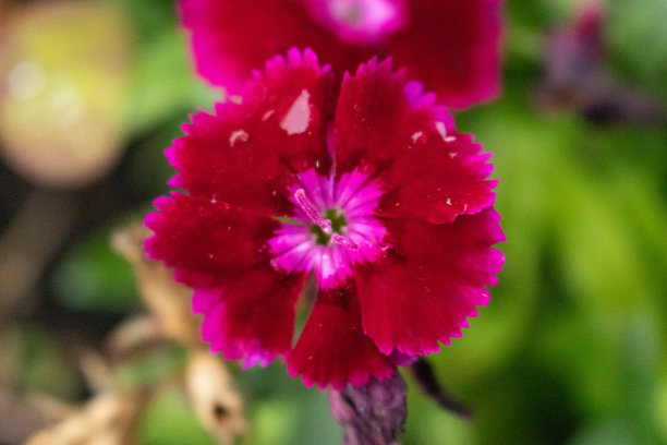 单瓣洋红色康乃馨花图片下载