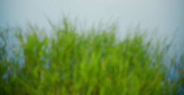 模糊的绿草孤立独特的背景照片图片下载