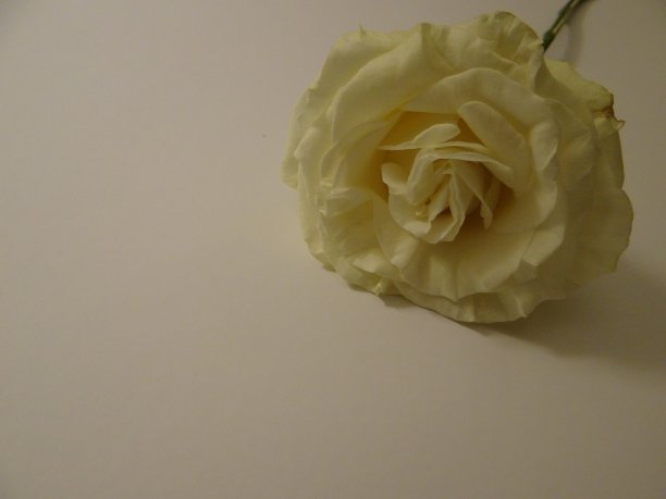 花园的玫瑰图片下载