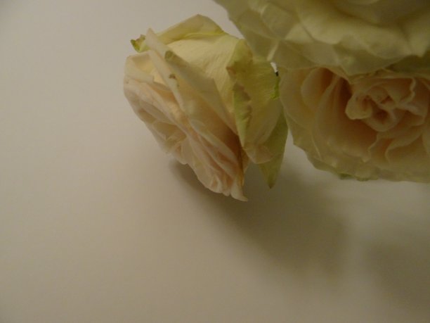 花园的玫瑰图片下载