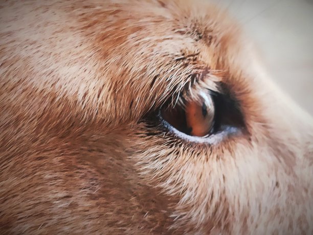 狗的眼睛图片下载