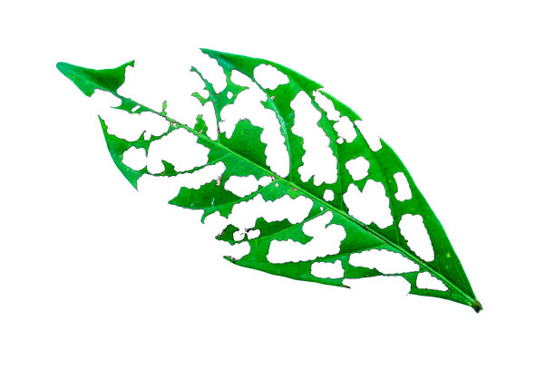 叶子有洞，被孤立在白色背景上的害虫吃掉，绿叶被虫子吃掉图片下载