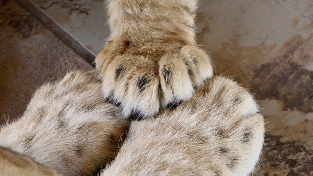 我是来抓你的!图片下载