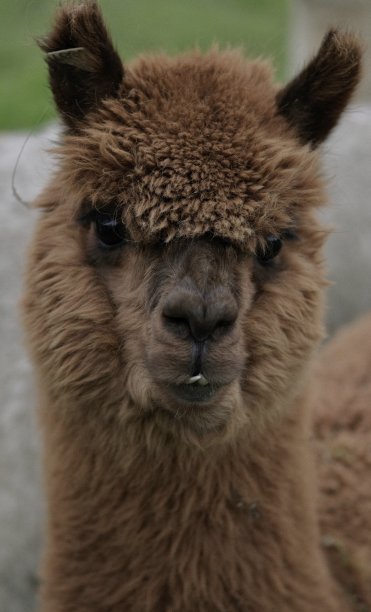 羊驼看图片下载