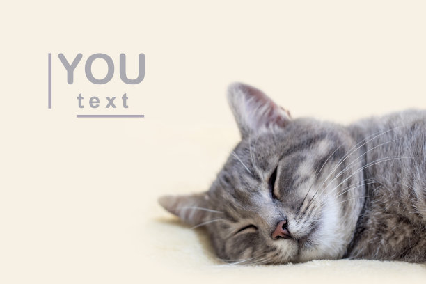 一只灰猫睡在毛巾上图片下载