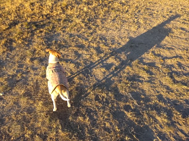 你一直跟着我吗图片下载