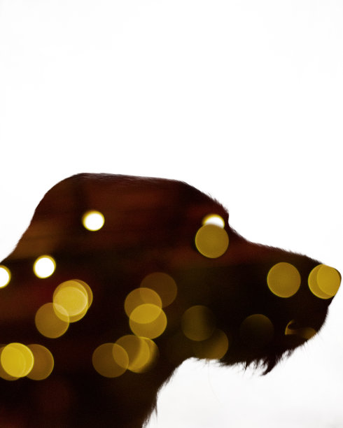 狗双重曝光图片下载