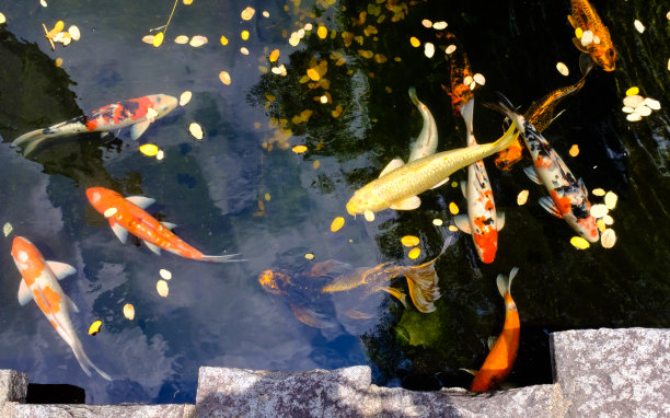 花式鲤鱼或锦鲤在池塘游泳的花园特写图片下载