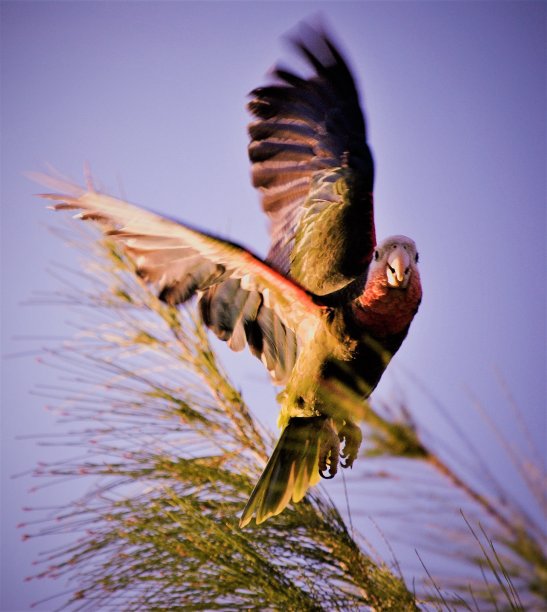 热带的鹦鹉图片下载