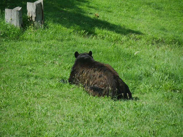 草地上有黑熊图片下载