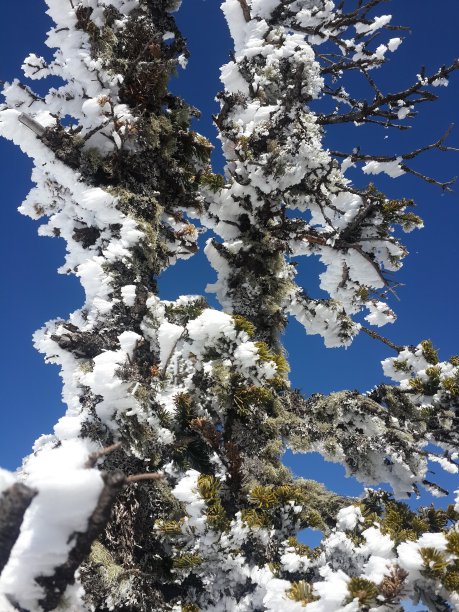 冬天童话般的景色-白雪皑皑的针叶树枝，明亮的阳光和白雪皑皑的云杉，树枝上覆盖着白霜的雪花。白色蓬松的冷杉映衬着蓝天，营造出一种神奇的气氛。垂直的特写照片图片下载