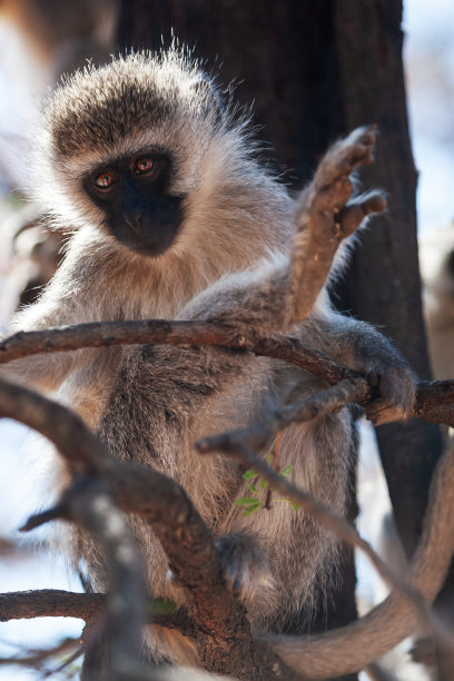 动物们来到镇上寻找水源图片下载