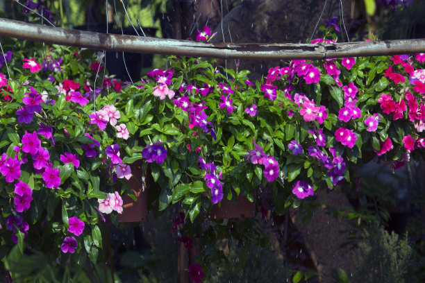 泰国花店图片下载