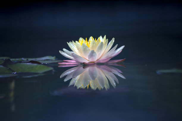 粉红色和白色的荷花和绿色的叶子图片下载