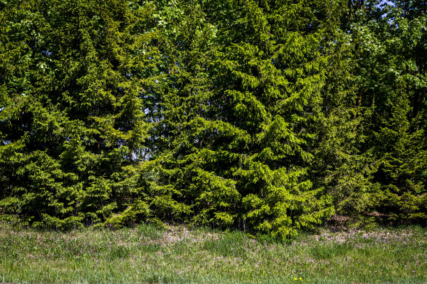 绿色植物的背景图片下载