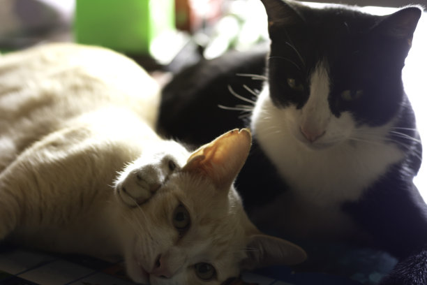 两只猫睡在一起拥抱图片下载