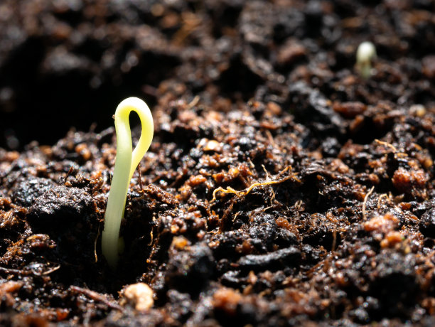 小树刚从地球的种子中诞生图片下载