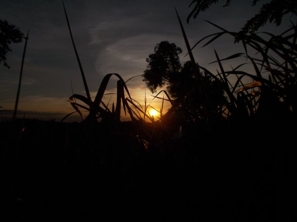 美丽的太阳图片下载