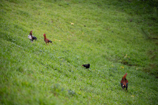 动物生活方式:鸡在绿色的草地上，公鸡在院子里，母鸡站在阳光灿烂的农场院子里。公鸡在草地上，传统的泰国户外农场图片下载