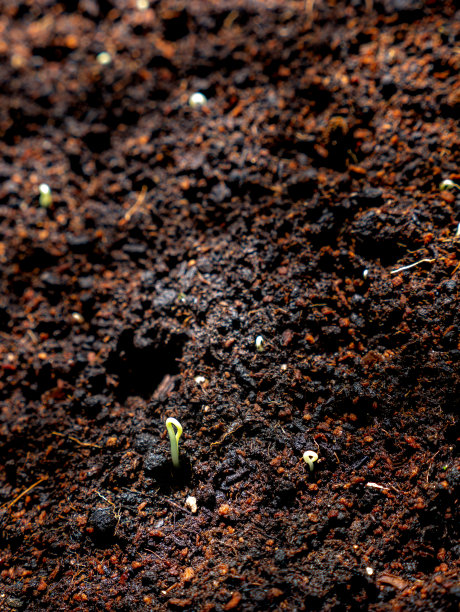 小树刚从地球的种子中诞生图片下载