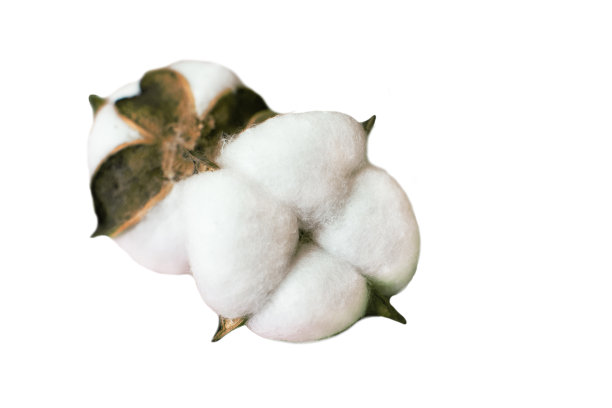 在白色背景上孤立的软棉花花。图片下载
