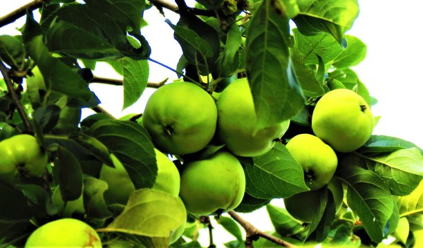 树枝上结着青苹果。图片下载