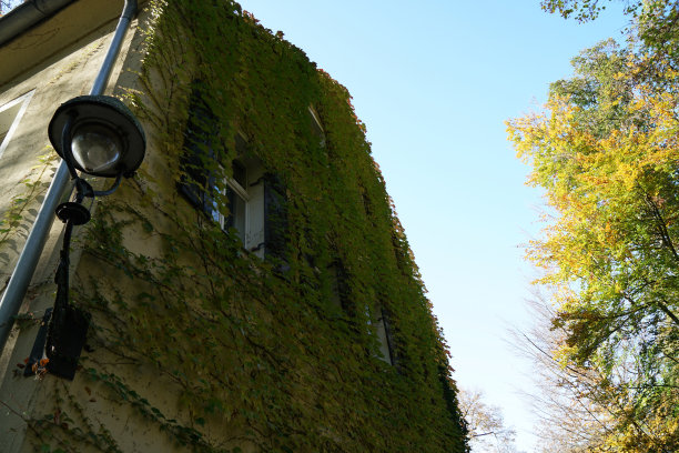 房子正面长满了野生葡萄酒，这张照片摄于秋天的一个公园图片下载