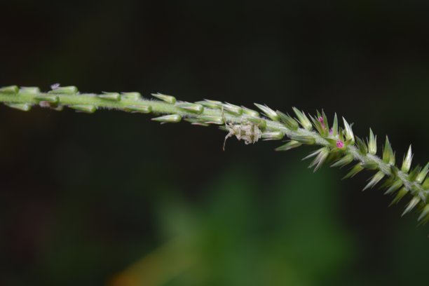 白色的虫子图片下载