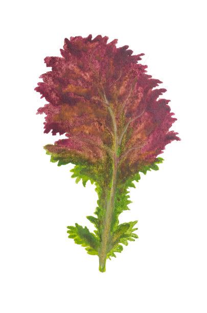 水彩莴苣叶图片下载