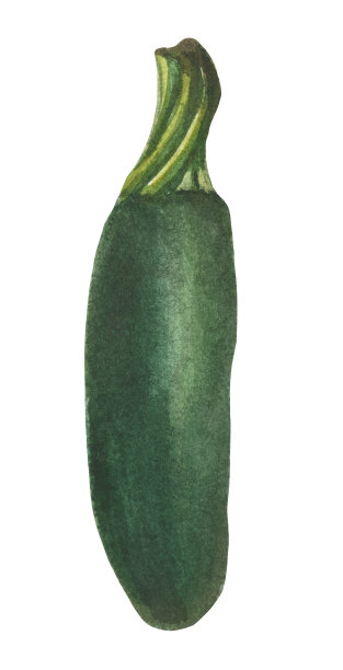 水彩西葫芦图片下载