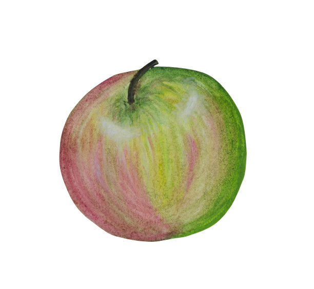 水彩成熟的苹果。图片下载
