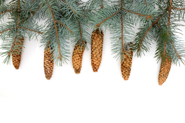 圣诞节的背景孤立在白色。俯视图图片下载