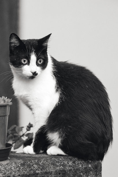 黑白色的猫在混凝土柱上图片下载