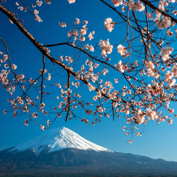 日本富士山上盛开樱花的春天。图片下载