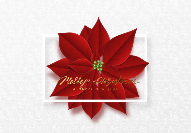 圣诞快乐，背景点缀着美丽的红芽一品红花图片下载