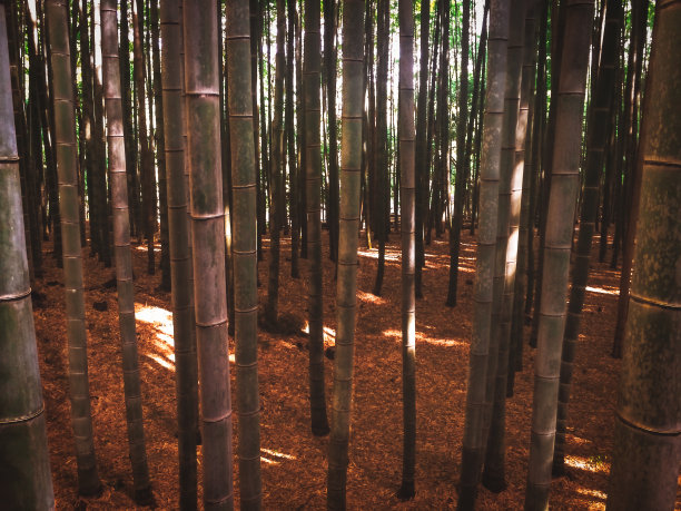 日本岚山的竹林，夏天图片下载