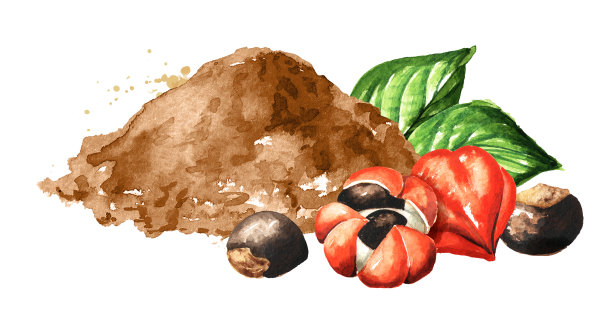 瓜拉那种子和粉末。超级食品，有机健康膳食补充剂，水彩手绘插图孤立在白色背景图片下载