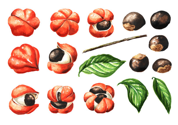 瓜拉那的种子，浆果和叶子。超级食品，有机健康膳食补充剂，水彩手绘插图孤立在白色背景图片下载