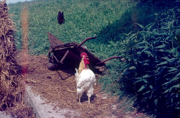 骄傲的公鸡打鸣图片下载