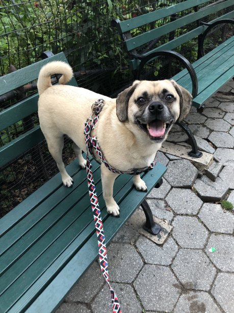 快乐的狗让人类微笑!图片下载