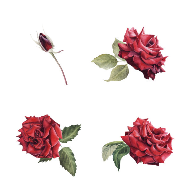 手绘水彩设置红玫瑰花孤立的白色背景。图片下载