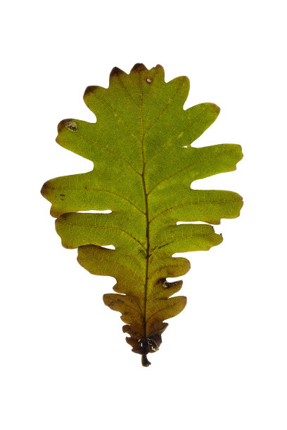 白色背景上的秋叶图片下载