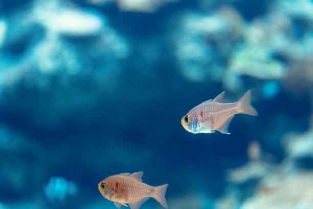 红衣主教的鱼图片下载