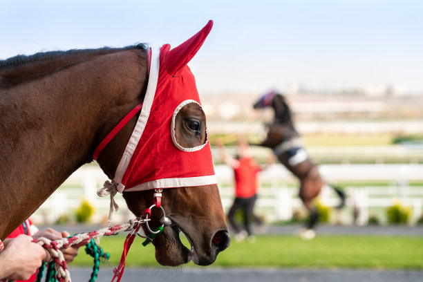 准备比赛的马图片下载