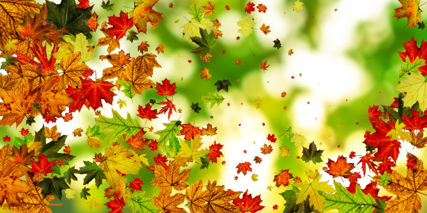 秋天的季节。秋叶落花图案孤立，五彩缤纷。感恩节的概念图片下载